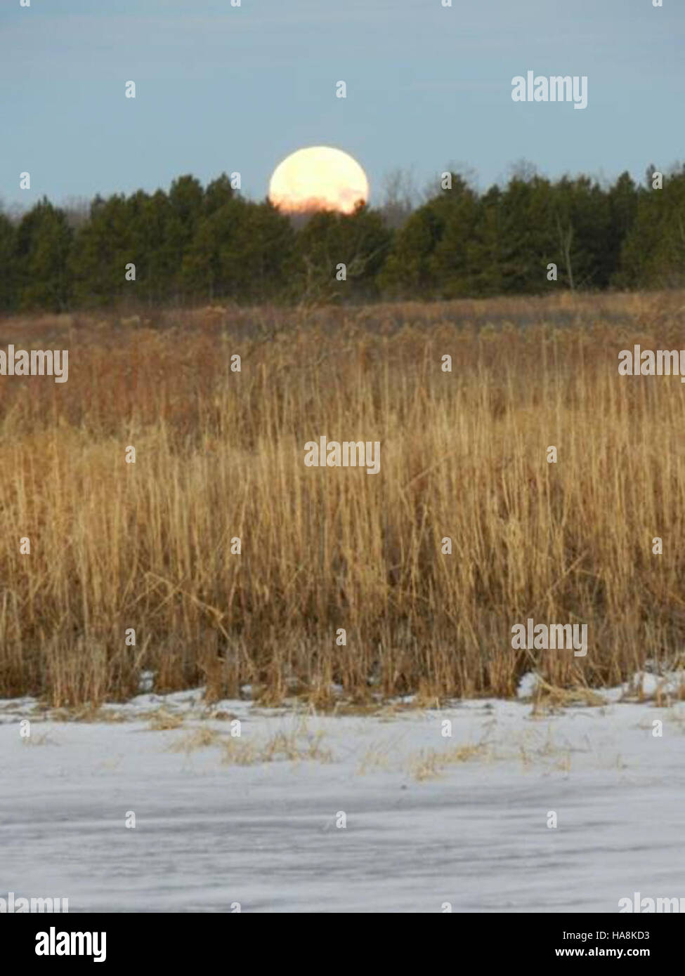 La luna del mattino presto vista su un rifugio faunistico, un momento sereno catturato nella natura, che sottolinea la bellezza dell'ambiente naturale e l'importanza della conservazione del rifugio. Foto Stock