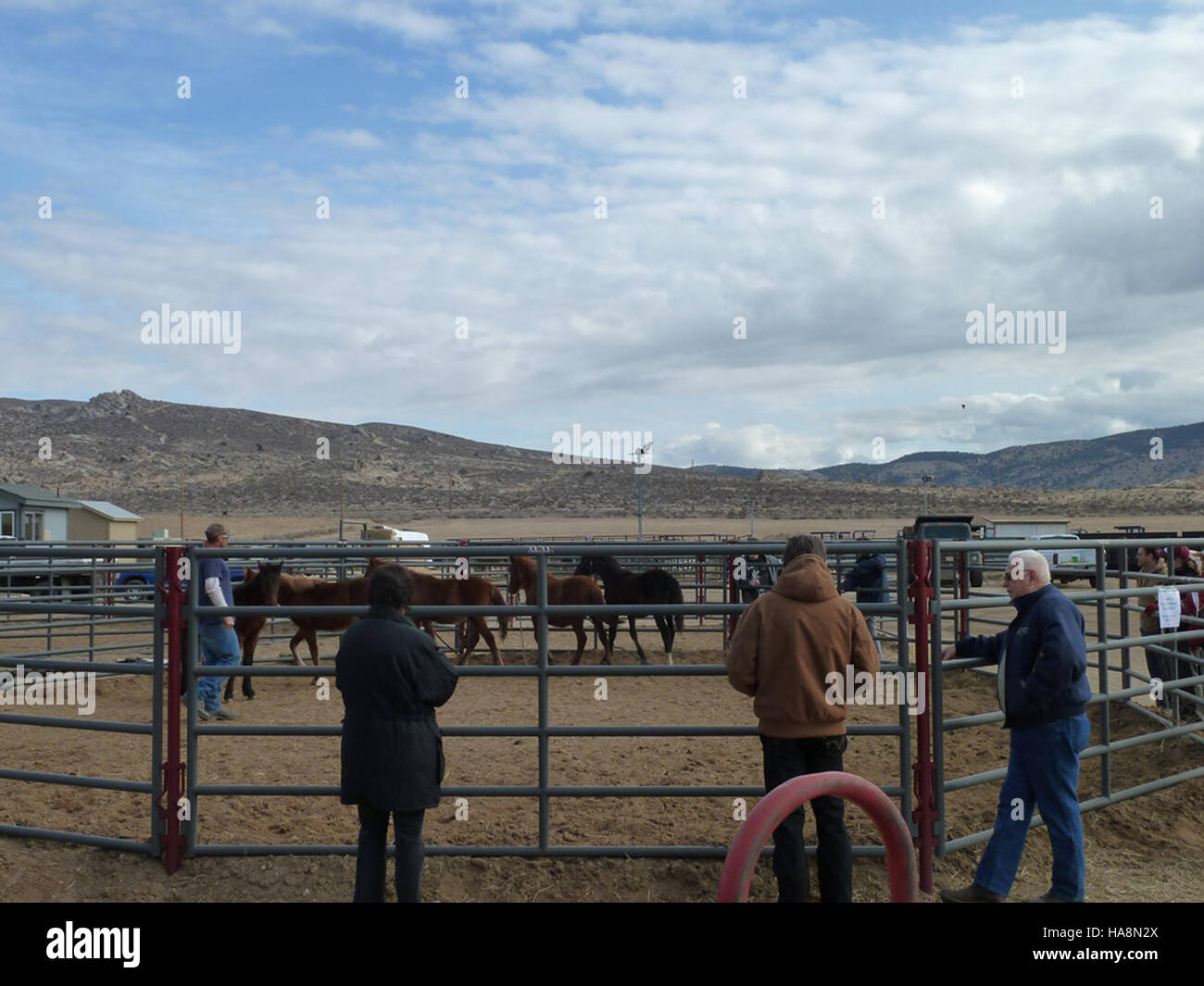 L'evento di adozione dei cavalli selvatici della prigione di Carson City si è concentrato sul reinserimento dei cavalli selvatici, sostenendo gli sforzi per la conservazione e il benessere degli animali in Nevada. Foto Stock