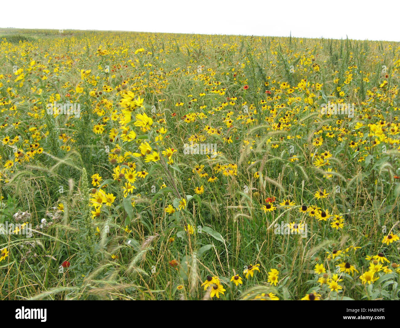 Maximilian Sunflower e Black-eyed Susan sono fiori selvatici vibranti che si trovano nei parchi nazionali, contribuendo alla diversità ecologica e fornendo fonti di cibo per gli impollinatori. Foto Stock