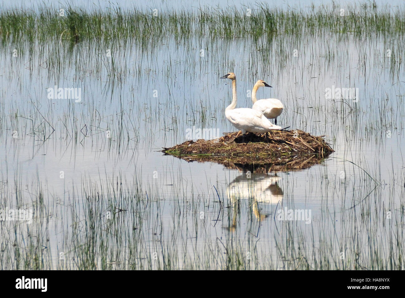 Un paio di cigni trombettieri al Lacreek National Wildlife Refuge, noto per la sua importanza nel preservare gli habitat degli uccelli migratori. Questi cigni, una delle più grandi specie di uccelli acquatici, simboleggiano gli sforzi di conservazione per proteggere gli ecosistemi delle zone umide. Foto Stock