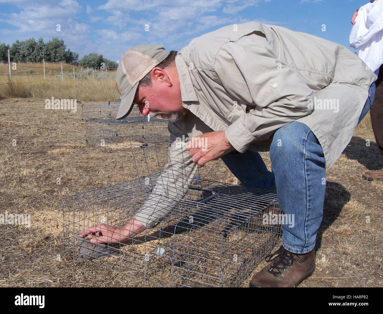 Una colomba in lutto viene accuratamente recuperata dalla natura selvaggia, mostrando sforzi di conservazione per la fauna selvatica nei parchi nazionali. Foto Stock