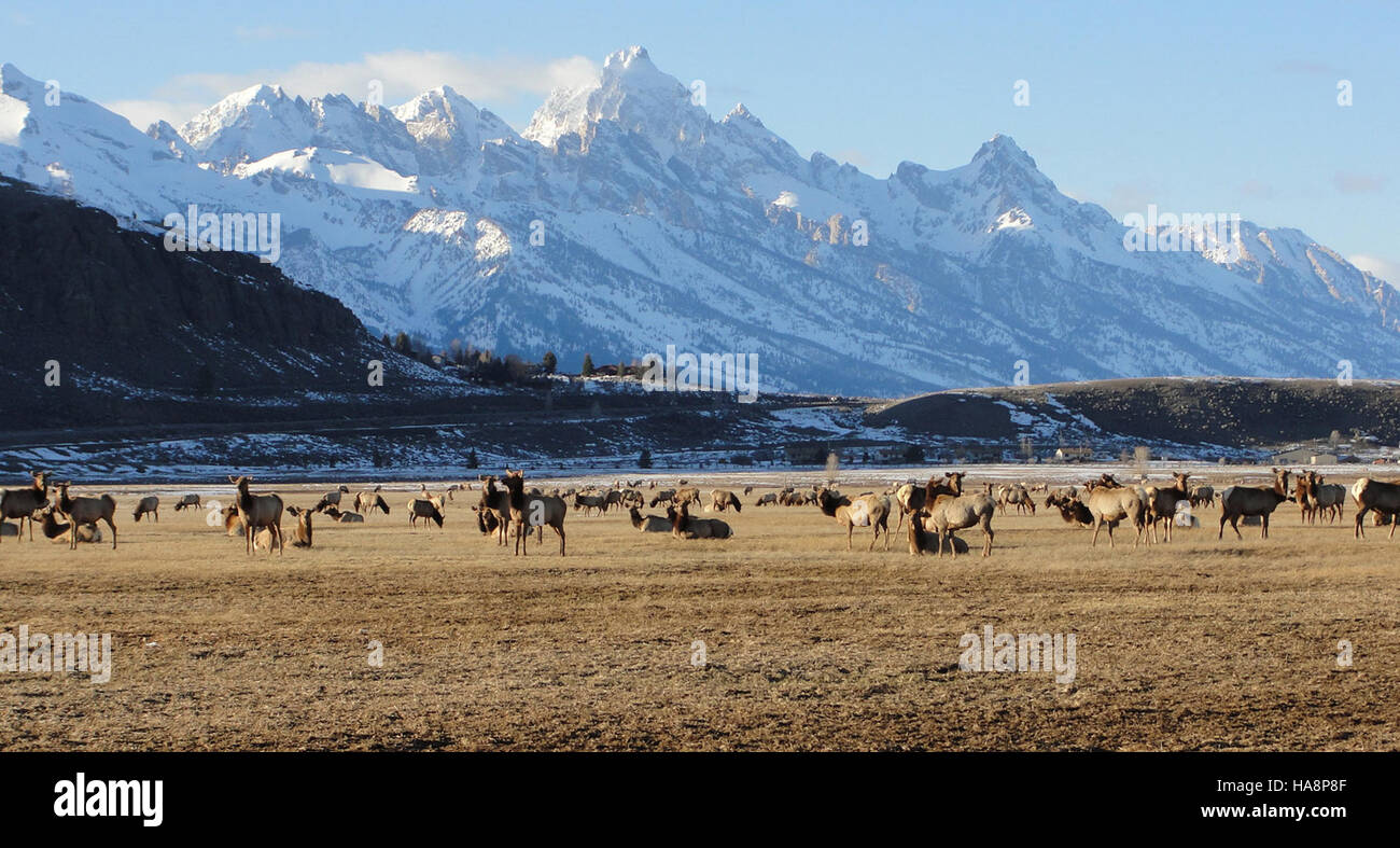 Il primo giorno di primavera in un parco nazionale segna l'inizio dei cambiamenti stagionali, mentre le piante iniziano a fiorire e la fauna selvatica emerge. Questa transizione è importante per gli ecosistemi dei parchi, segnando l'inizio di una nuova crescita e di una nuova attività ecologica. Foto Stock