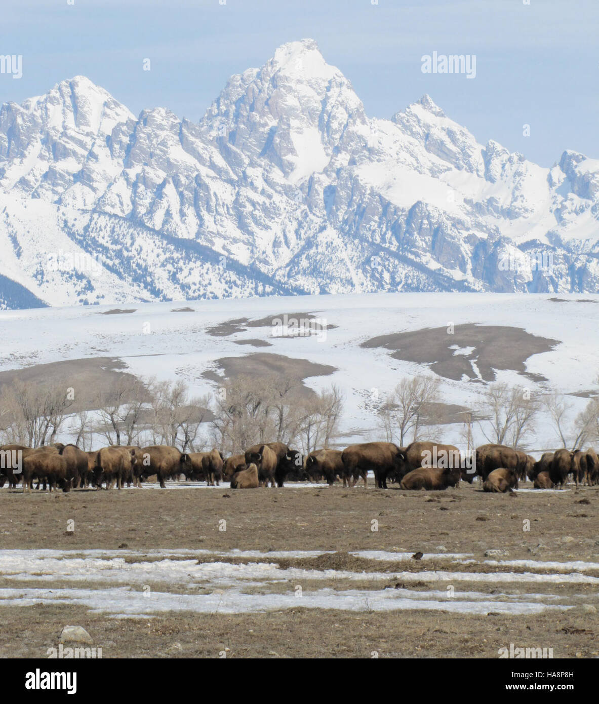 Una tranquilla domenica mattina in primavera in un parco nazionale, catturando la bellezza dei fiori in fiore e della fauna selvatica in un ambiente naturale, mostrando la trasformazione stagionale degli ecosistemi del parco. Foto Stock