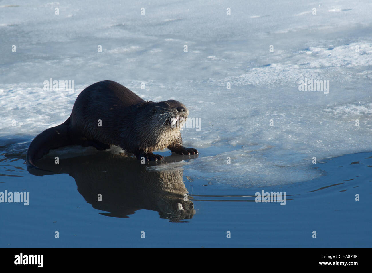 Questa immagine mostra un animale selvatico che gusta un pasto ad alto contenuto proteico, probabilmente come parte della sua dieta naturale. Riflette l'equilibrio ecologico e la catena alimentare negli ecosistemi dei parchi nazionali. Foto Stock