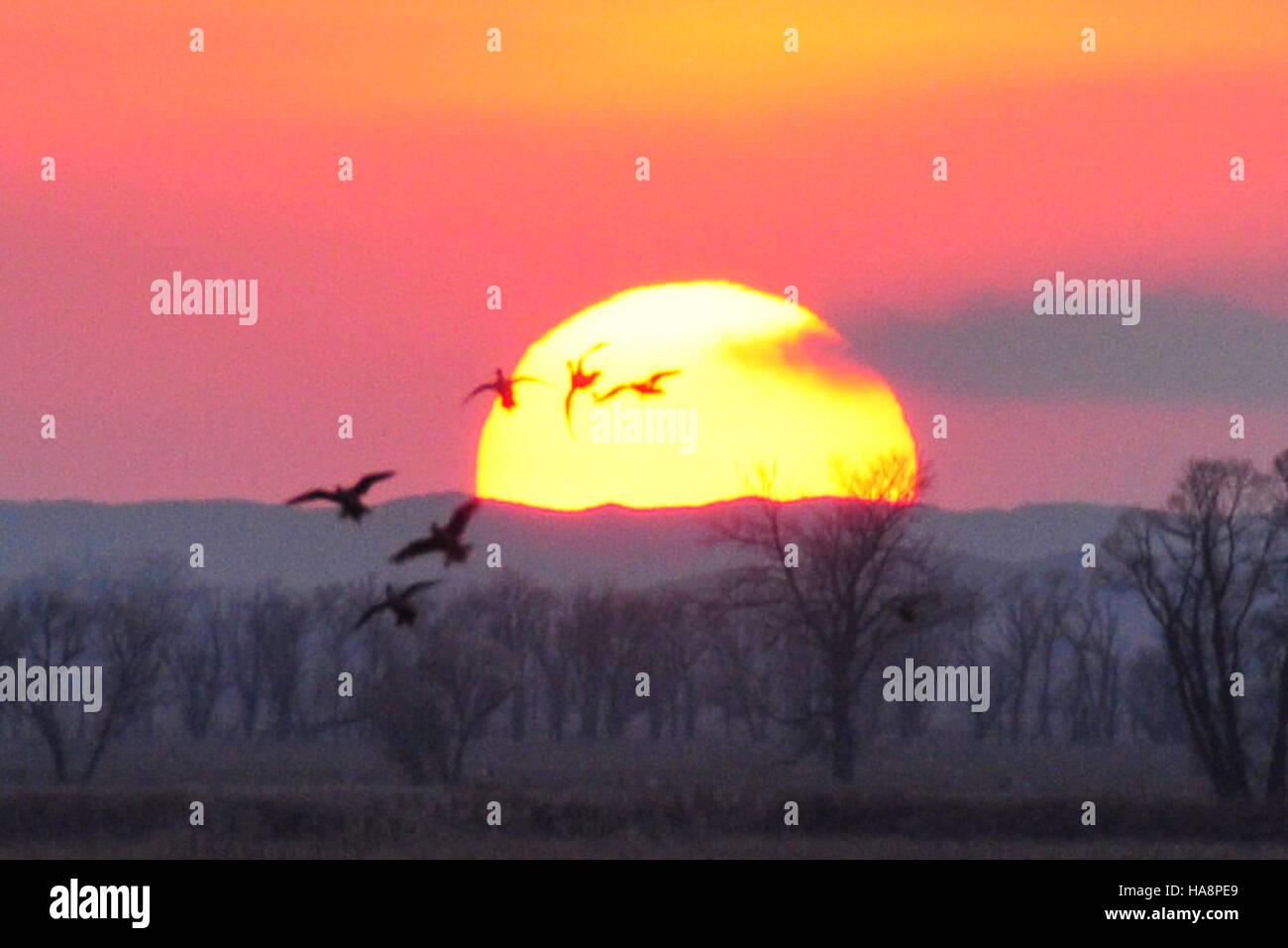 Questa fotografia cattura un momento sereno al Lacreek National Wildlife Refuge, con anatre Mallard che si stagliano contro un vibrante tramonto. La tranquilla scena mostra la bellezza della natura nel rifugio, enfatizzando la conservazione della fauna selvatica. Foto Stock
