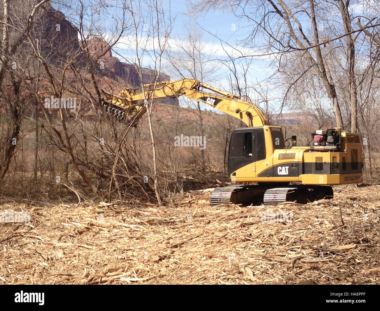 Nel tentativo di ripristinare gli habitat nativi, il servizio ittico e faunistico degli Stati Uniti sta affrontando le specie invasive di Tamarisk mulacciandole e rimuovendole dai parchi nazionali. Questa pratica aiuta a prevenire le perturbazioni ecologiche e promuove la biodiversità. Foto Stock