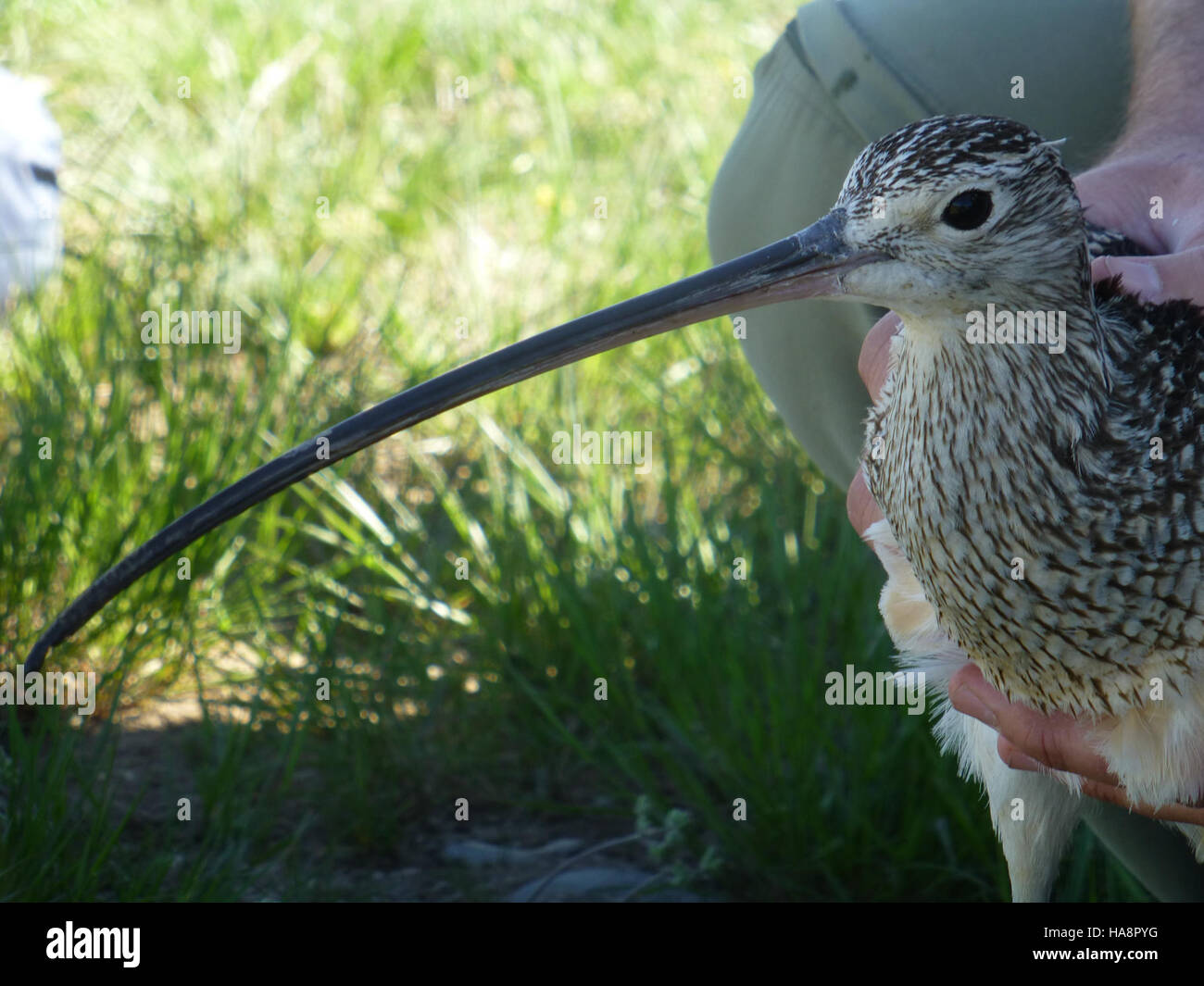 True to Their Name evidenzia il successo degli sforzi di restauro delle specie animali nei parchi nazionali, concentrandosi sulla conservazione delle specie e degli habitat autoctoni. Foto Stock