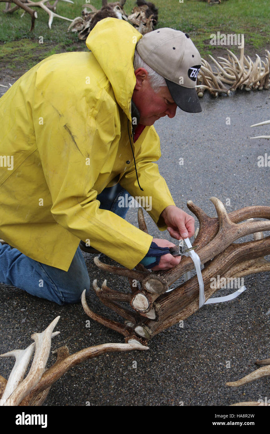 Il processo di raggruppamento della gestione della fauna selvatica nei parchi nazionali si riferisce all'approccio integrato di gestione coordinata di più specie e dei loro habitat. Questo processo è cruciale per mantenere la biodiversità, la salute dell'ecosistema e promuovere una coesistenza sostenibile tra la fauna selvatica e i visitatori nelle aree protette. Foto Stock