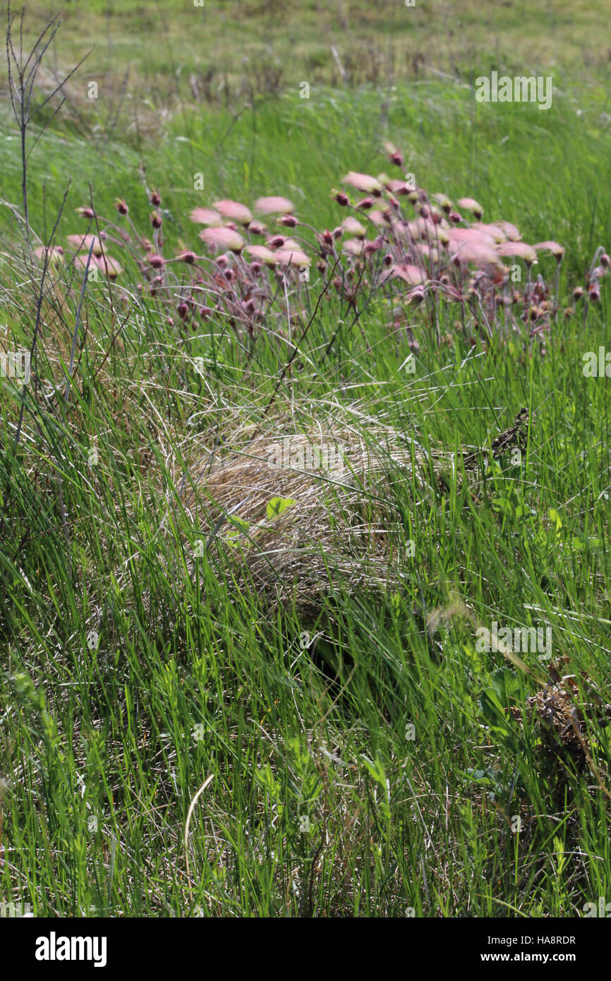 Un nido di Meadowlark occidentale viene fotografato in natura, mostrando l'importanza di preservare gli habitat erbosi che supportano gli uccelli migratori e nidificanti nei parchi nazionali. Foto Stock