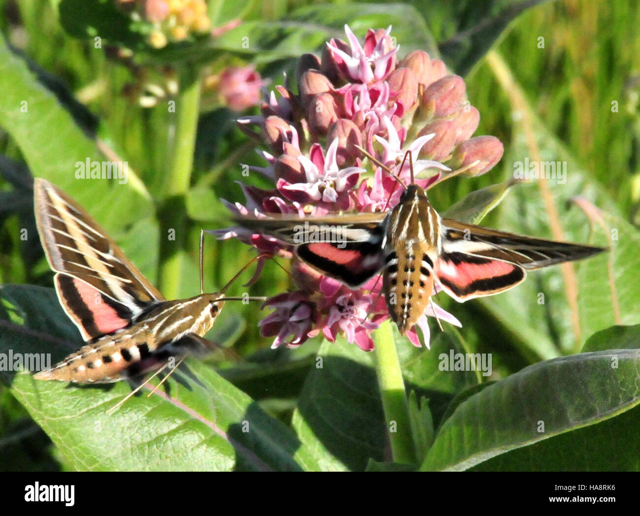 14601077398 usfwsmtnprairie Hummingbird moth (Hyles lineata) white lined sphinx moth sull vistose milkweed Seedskadee National Wildlife Refuge 01 Foto Stock