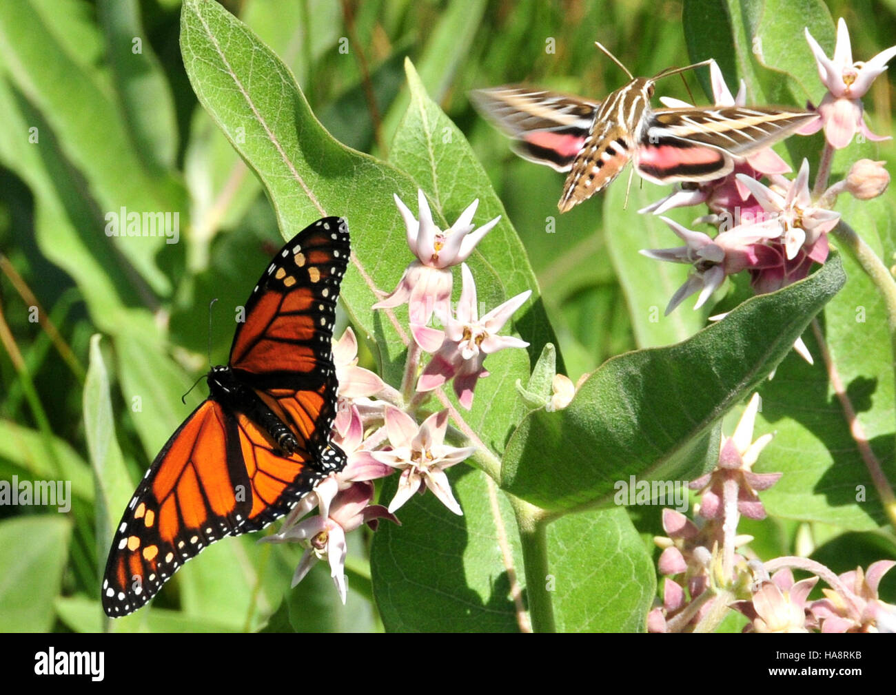 14610510130 usfwsmtnprairie Hummingbird falena o rigato bianco sphinx moth (Hyles lineata) con Monarch su vistose milkweed 01 Foto Stock