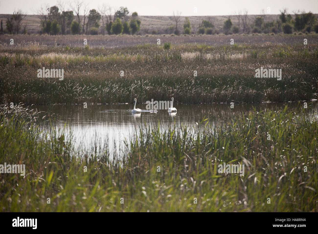 Cignette fresche, cigni trombettieri appena nati, sono visibili presso le piscine Hawley all'interno del Seedskadee National Wildlife Refuge, parte dei terreni di allevamento del cigno. Foto Stock