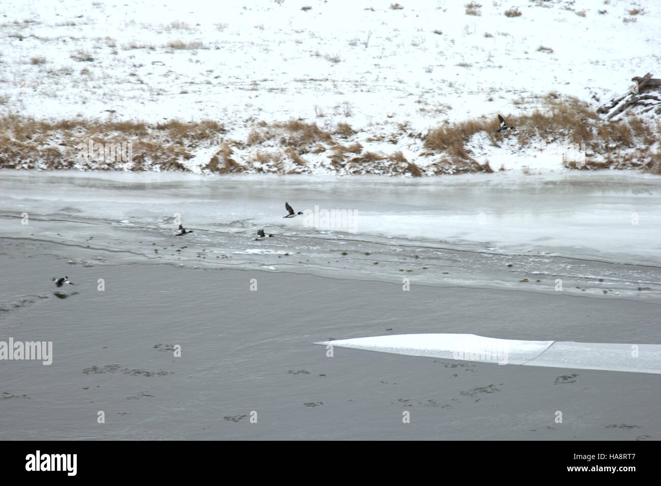 Questa immagine mostra gli uccelli acquatici svernanti in volo all'interno di un parco nazionale, evidenziando i loro modelli migratori durante i mesi più freddi. Foto Stock