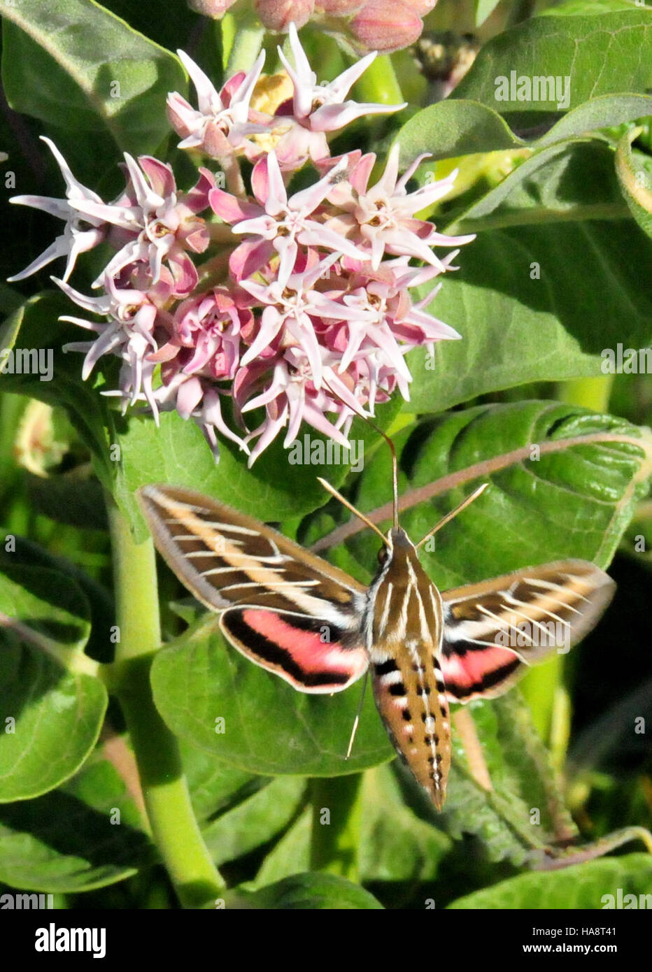 14784615191 usfwsmtnprairie Hummingbird moth (Hyles lineata) white lined sphinx moth sull vistose milkweed Seedskadee National Wildlife Refuge 02 Foto Stock