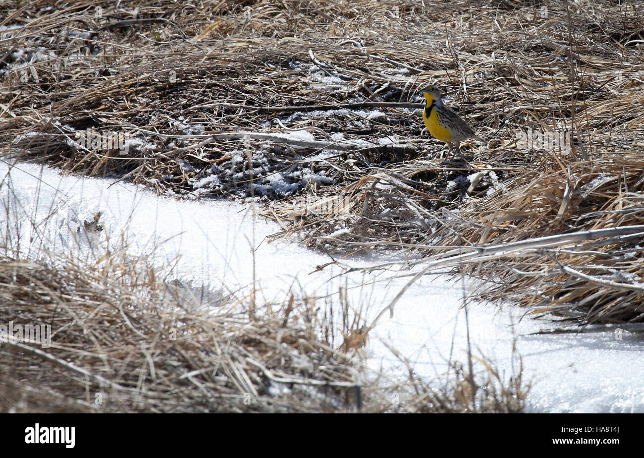 Il Meadowlark occidentale è un uccello di songbird comunemente diffuso nelle praterie e praterie del Nord America. Conosciuto per la sua caratteristica canzone melodica, è una specie chiave nell'ecosistema, contribuendo alla biodiversità e al controllo degli insetti negli habitat erbosi. Foto Stock