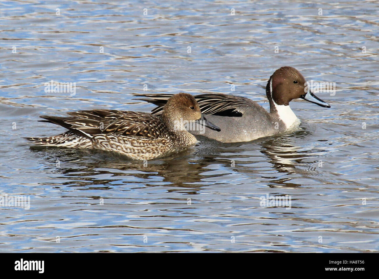 La Northern Pintail è una specie di anatra che si trova in Nord America, riconosciuta per le sue lunghe piume di coda appuntite. Questi uccelli sono comunemente visti nei parchi nazionali e nelle zone umide, dove sono una parte importante dell'ecosistema. Si tratta di uccelli migratori, che abitano tipicamente paludi e laghi. Gli sforzi di conservazione si concentrano sulla conservazione dei loro habitat e sul sostegno alla biodiversità. Foto Stock