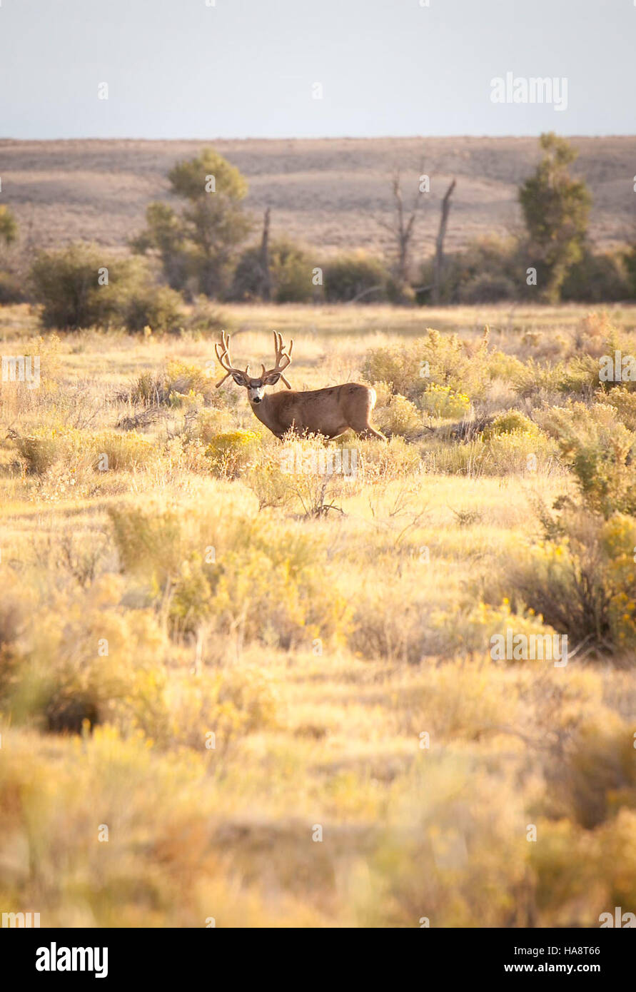 14835962914 usfwsmtnprairie localmente chiamato 'double caduta dei denti questo vecchio mulo cervo è stato bollito dall'area chiusa pochi giorni dopo questa foto è stata scattata. Foto Stock