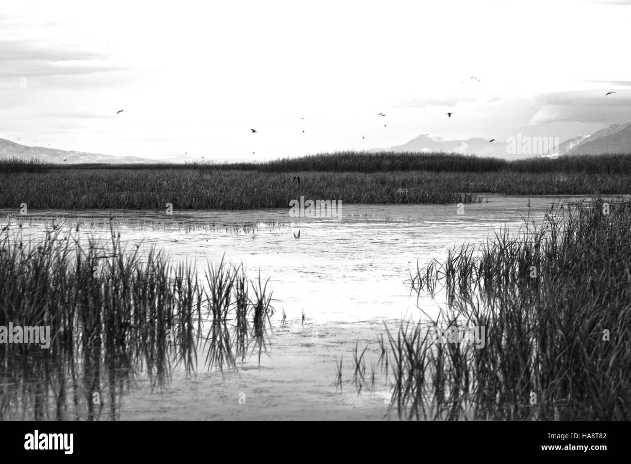 L'Ear River migratory Bird Refuge, situato all'interno di un parco nazionale, è un habitat cruciale per le specie di uccelli migratori. Il rifugio sostiene la biodiversità e fornisce servizi ecosistemici vitali sia per la fauna selvatica che per l'uomo. Foto Stock