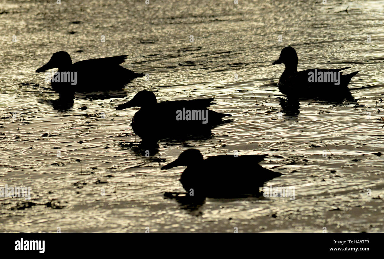 Questa silhouette di un tè alla cannella al Seedskadee National Wildlife Refuge cattura l'essenza di questa specie nel suo habitat naturale. Foto Stock
