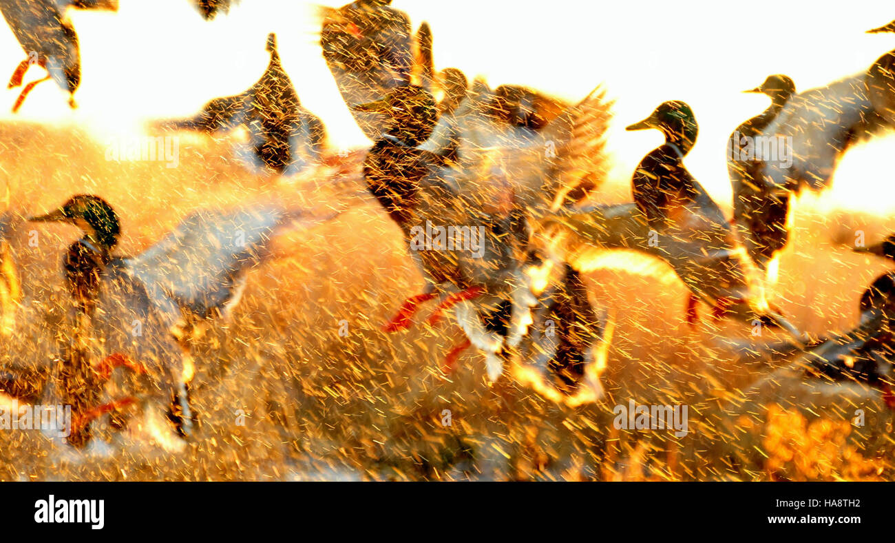 Un gruppo di anatre domestiche viene visto nutrire e interagire in natura. I Mallard sono comuni nei parchi nazionali e nelle zone umide, giocando un ruolo nell'ecosistema locale. Foto Stock