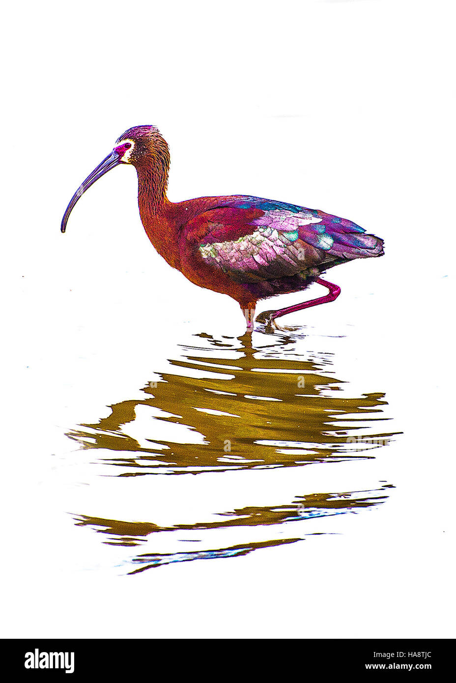 L'area Ibis Play nel Parco Nazionale ospita varie specie di uccelli, tra cui ibis, offrendo ai visitatori l'opportunità unica di osservare e osservare la fauna selvatica nel suo habitat naturale. Foto Stock
