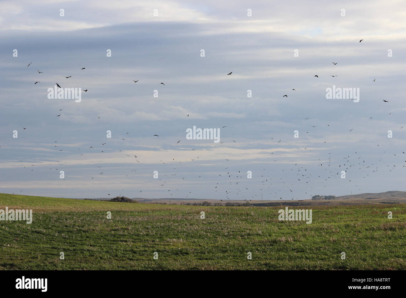 Un grande gruppo di corvi, noto come "omicidio", viene osservato in un parco nazionale, che mostra le diverse specie di uccelli del parco e fornisce un esempio di comportamento della fauna selvatica in natura. Foto Stock