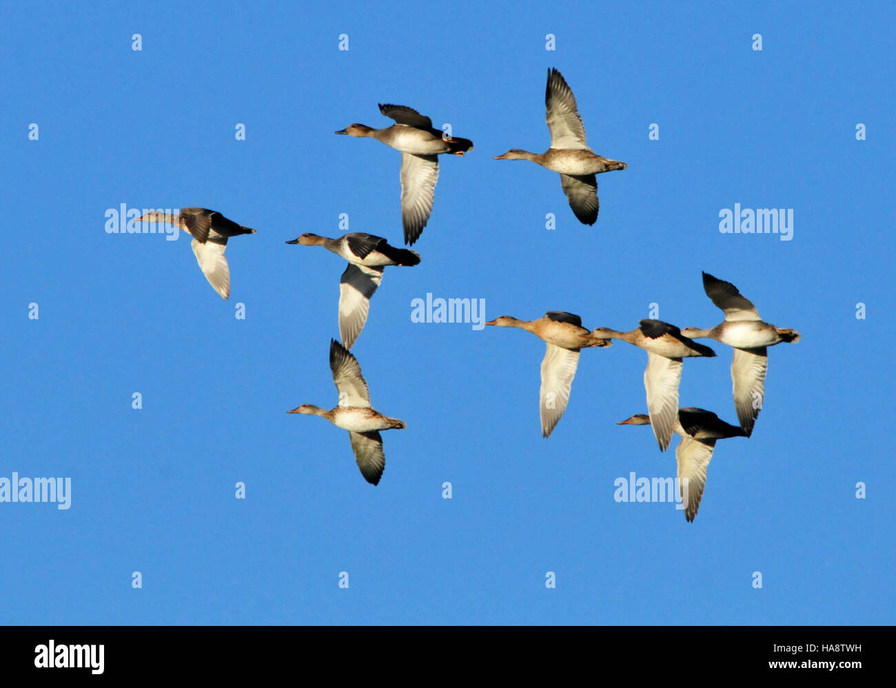 Uno stormo di anatre Gadwall al Seedskadee National Wildlife Refuge, che mostra la variegata avifauna di questa area protetta. Il rifugio fornisce un habitat essenziale per gli uccelli acquatici migratori, che supportano una varietà di specie tutto l'anno. Foto Stock