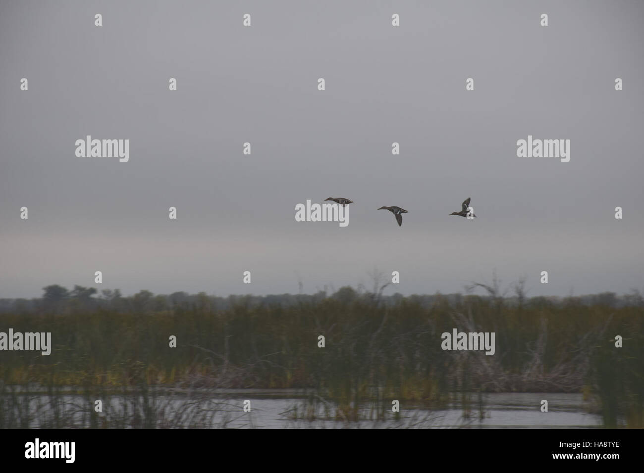 I Northern Shovelers, una specie di anatra, si trovano nei parchi nazionali dove le zone umide e i corpi idrici forniscono loro un habitat ideale. L'esclusivo becco a forma di spatola di questo uccello lo rende facile da identificare e svolge un ruolo nella rete alimentare dell'ecosistema locale. Foto Stock