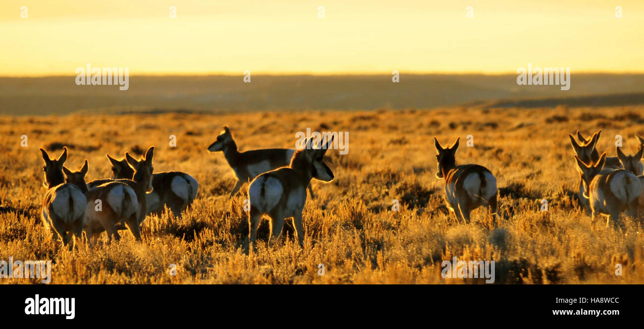 L'immagine mostra una mandria di pronghorn nel Seedskadee National Wildlife Refuge, catturando un momento di fauna selvatica nel suo habitat naturale all'interno del parco protetto, mostrando sforzi di conservazione per le specie autoctone. Foto Stock