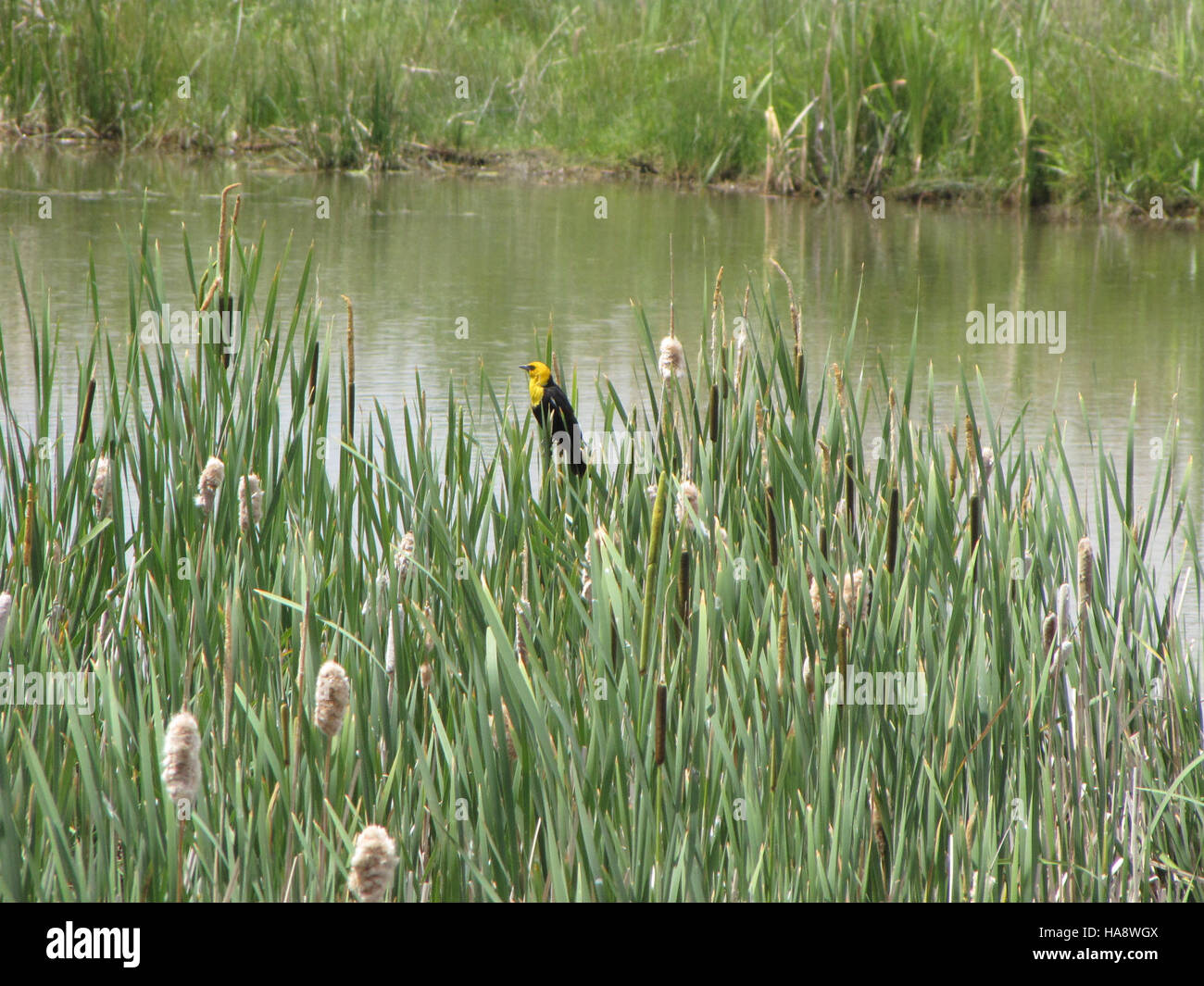 Il Blackbird dalla testa gialla, comunemente presente nelle zone umide, viene catturato richiamando dall'habitat delle code di gatto in un parco nazionale, riflettendo il suo comportamento naturale in natura. Foto Stock