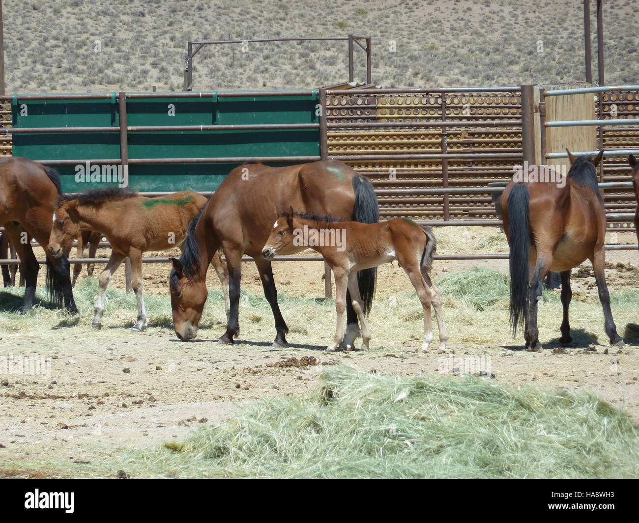 Mares e puledri sono stati trasportati in sicurezza nell'area pubblica di osservazione di un parco nazionale, mettendo in evidenza la gestione della fauna selvatica e la protezione delle specie negli habitat naturali. Foto Stock
