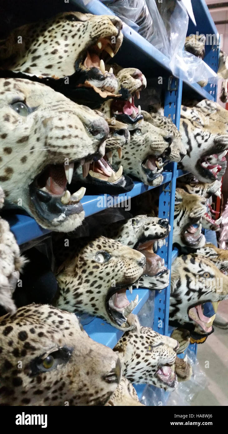 Questa fotografia evidenzia gli sforzi compiuti per contrastare il commercio illegale di fauna selvatica e l'importanza dei programmi di conservazione nei parchi nazionali e nelle aree protette per preservare la biodiversità. Foto Stock