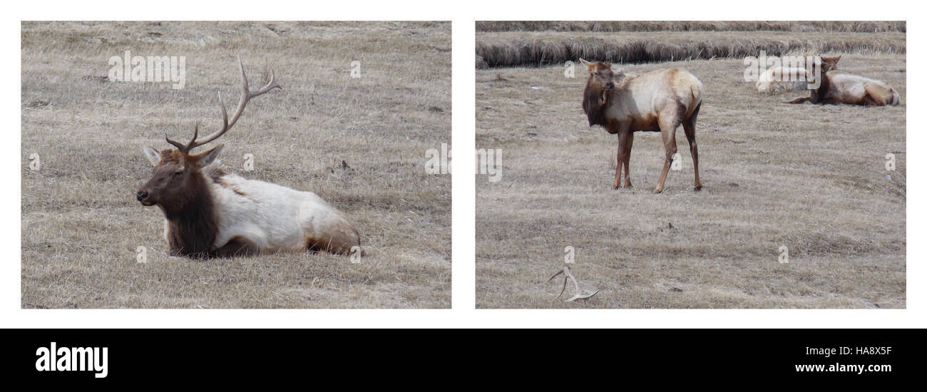 Questa immagine mostra i cambiamenti dinamici del paesaggio in un parco nazionale, evidenziando la natura transitoria di alcune caratteristiche come le migrazioni della fauna selvatica e le condizioni meteorologiche. L'ecosistema del parco è in continua evoluzione, presentando un ambiente naturale unico. Foto Stock
