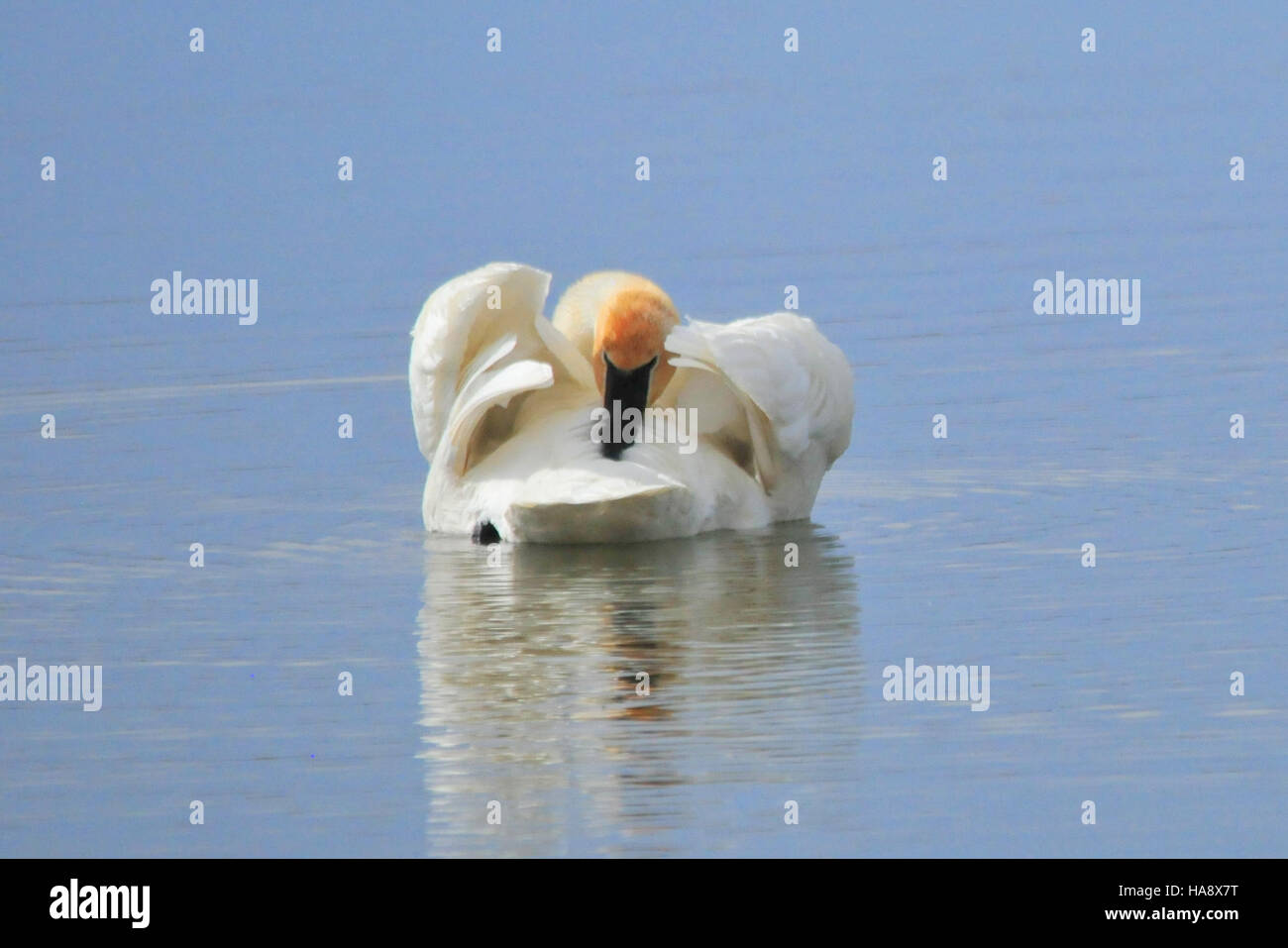 Un Trumpeter Swan preserva le sue piume al Seedskadee National Wildlife Refuge, mostrando il suo comportamento in un ambiente naturale. Il rifugio, situato negli Stati Uniti occidentali, fornisce un habitat essenziale per varie specie di uccelli, tra cui il Trumpeter Swan, che è un'importante storia di successo per la conservazione. Questa immagine mette in evidenza la bellezza della fauna selvatica nel loro ambiente naturale. Foto Stock