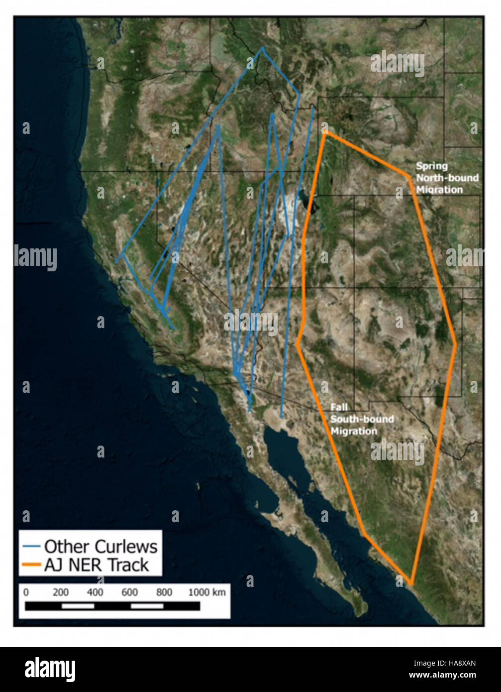Questa immagine cattura il viaggio di andata e ritorno di AJ attraverso un parco nazionale, sottolineando la bellezza panoramica e la varietà della fauna selvatica incontrata durante il viaggio. Riflette l'esperienza di esplorare gli ecosistemi e le caratteristiche naturali del parco. Foto Stock