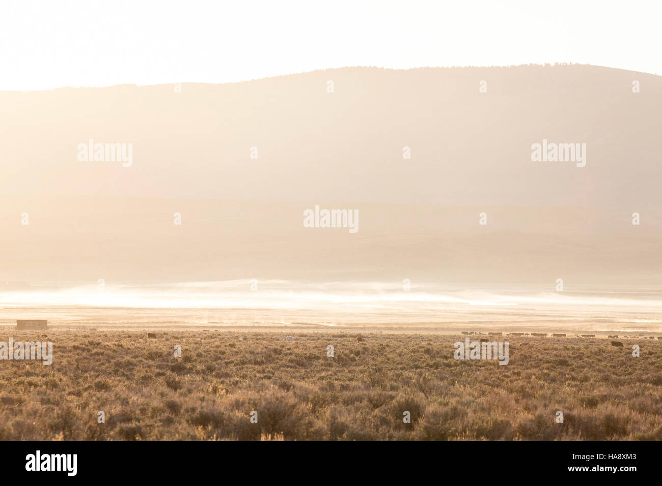 Sage Steppe e Wet Meadows sono aree ecologiche chiave all'interno dei parchi nazionali, con flora e fauna uniche. Queste aree favoriscono la diversità della fauna selvatica, contribuendo al contempo alla ricerca agricola e ambientale. I prati umidi giocano un ruolo fondamentale nella filtrazione dell'acqua e nella salute del suolo, mentre la steppa a pennello è un habitat importante per numerose specie. Foto Stock