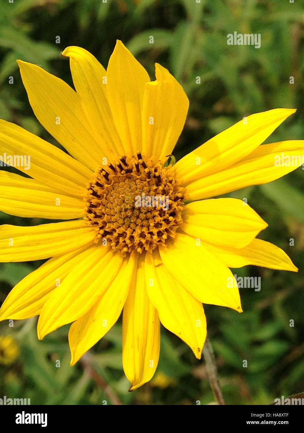 Il girasole Maximilian, originario del Nord America, prospera negli habitat dei parchi nazionali, contribuendo alla biodiversità e sostenendo impollinatori come api e farfalle. Foto Stock