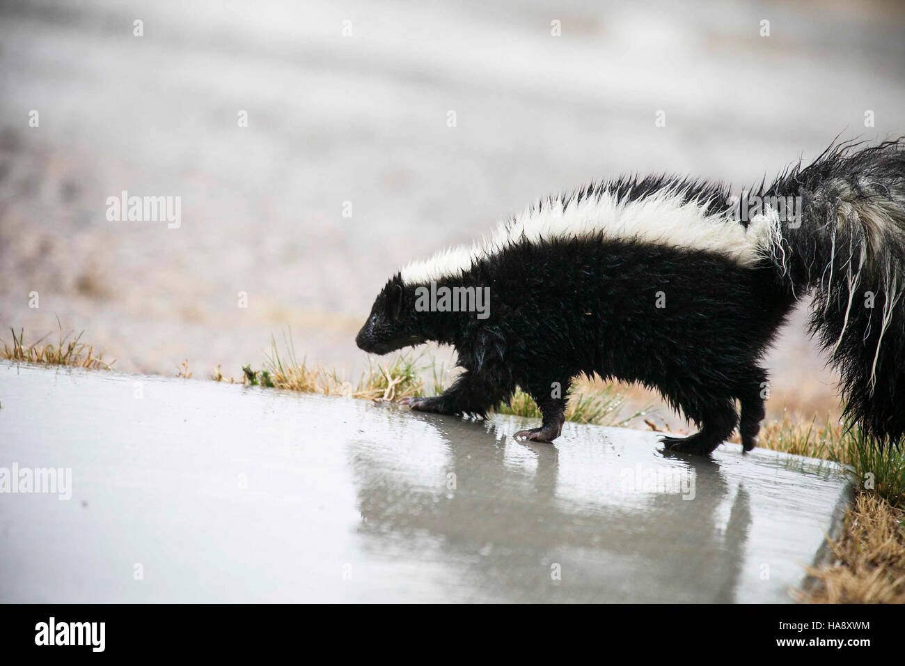 Una pelle a strisce è stata individuata troppo vicino all'attività umana in un parco nazionale, sollevando preoccupazioni sul comportamento della fauna selvatica e sull'interazione umana. Gli sforzi dello U.S. Fish and Wildlife Service mirano a monitorare e proteggere sia la fauna selvatica che i visitatori negli ambienti del parco. Foto Stock