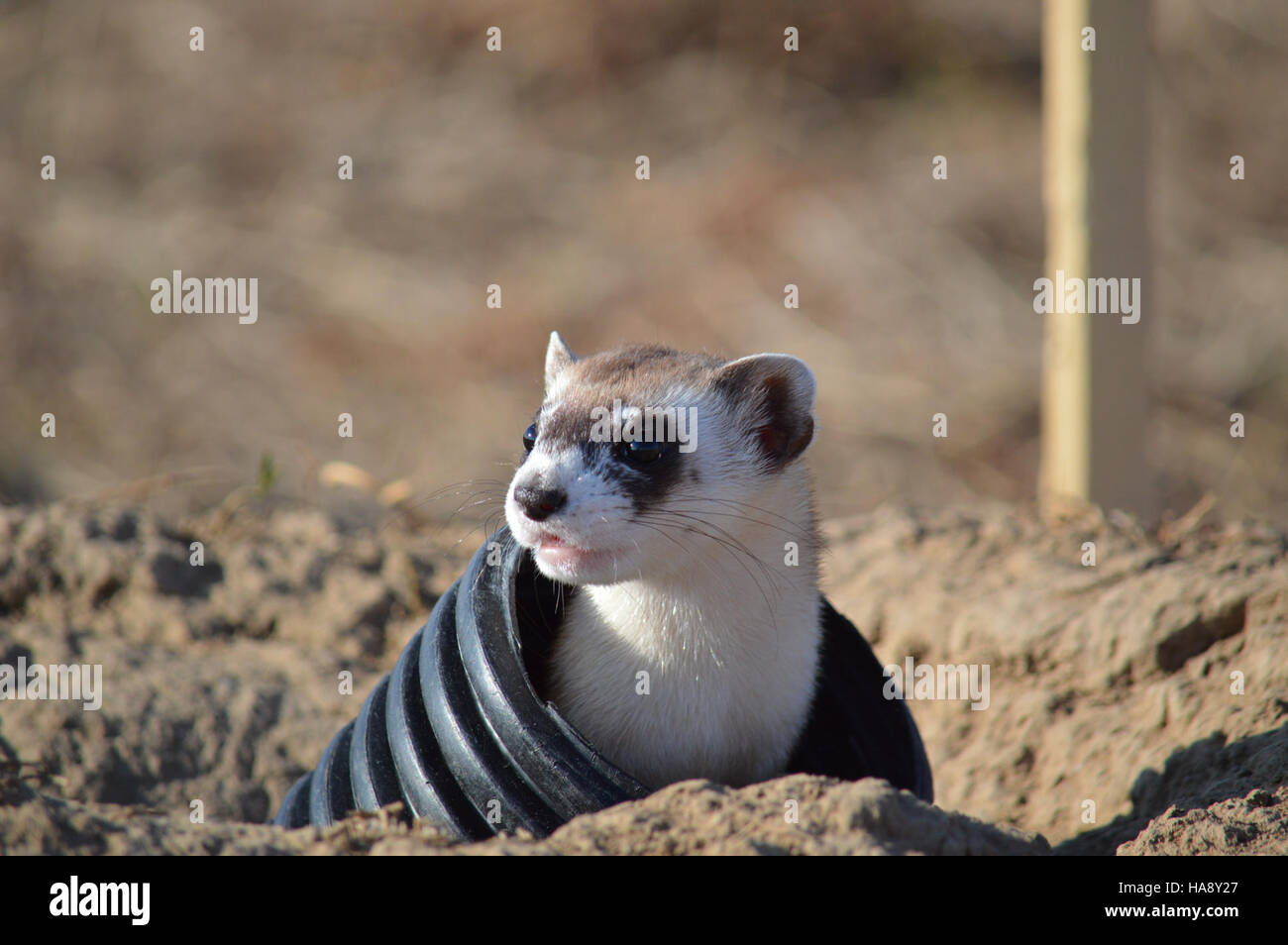 Un Ferret dai piedi neri viene rilasciato al Rocky Mountain Arsenal National Wildlife Refuge, segnando un momento importante nella conservazione della fauna selvatica e nel recupero delle specie. Foto Stock