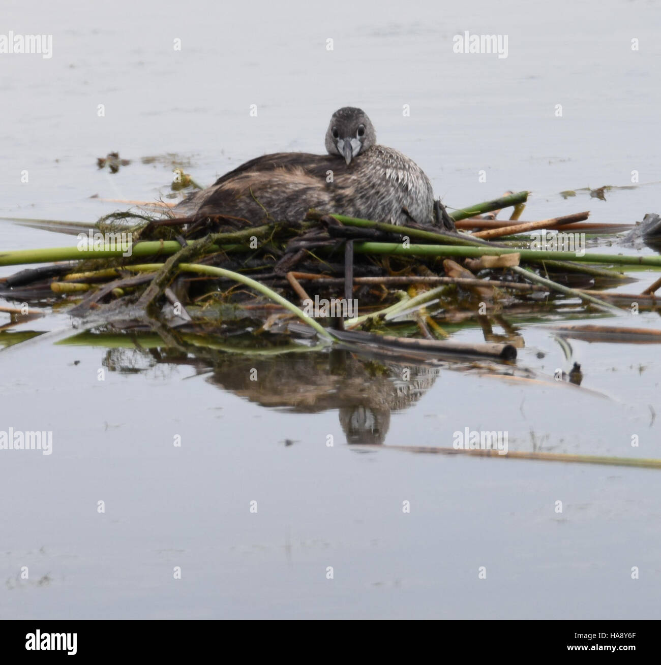 Un giovane grebe in un parco nazionale che cattura un momento di crescita e sviluppo di questa specie di uccelli acquatici. I grebe sono noti per le loro eccellenti capacità di nuoto e immersioni, e questa immagine mette in risalto le prime fasi di vita dell'uccello nel suo habitat naturale. Foto Stock