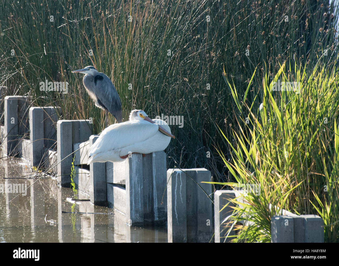 Due animali, probabilmente anfibi o rettili, si crogiolano al sole in un parco nazionale, dimostrando comportamenti naturali come la termoregolazione in un ambiente caldo e soleggiato. Foto Stock
