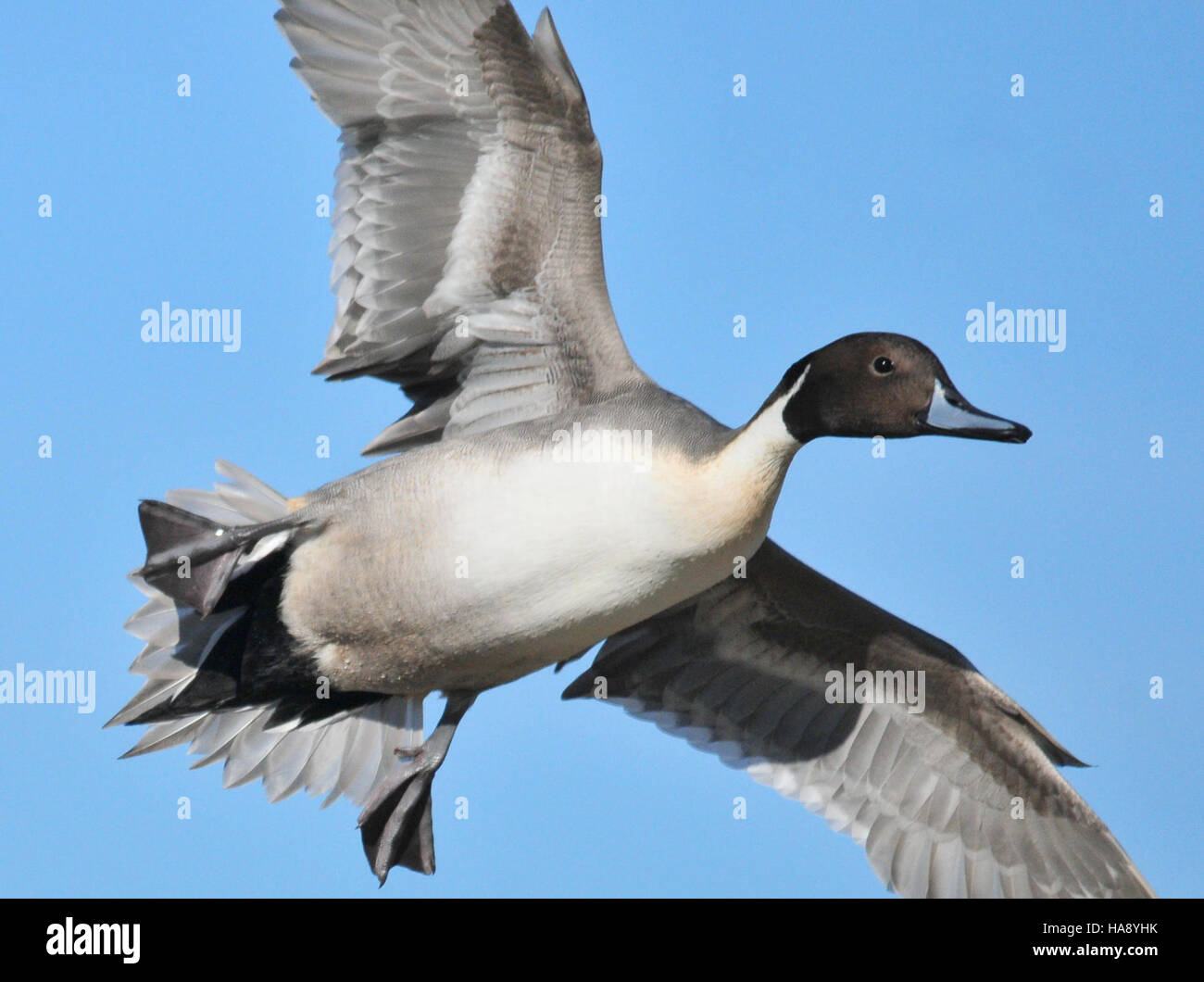 Un Northern Pintail Drake è raffigurato al Seedskadee National Wildlife Refuge, un'area protetta all'interno del National Park Service. L'immagine mostra le caratteristiche peculiari dell'uccello nel suo habitat naturale. Foto Stock