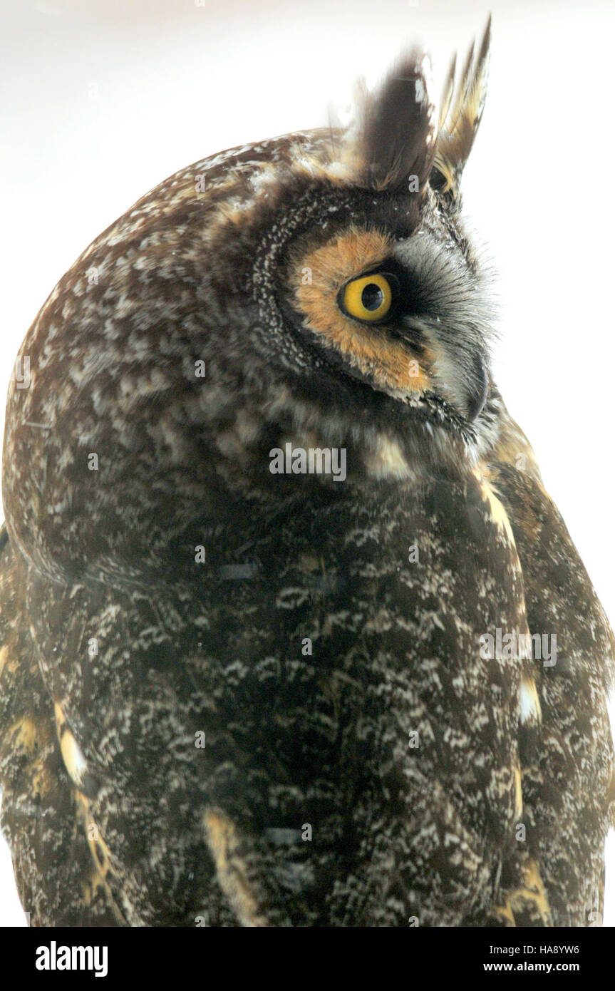 Un gufo dalle orecchie lunghe si trova su un ramo del Seedskadee National Wildlife Refuge nel Wyoming, un habitat critico per varie specie di uccelli. Il rifugio svolge un ruolo chiave nella conservazione degli uccelli e nel mantenimento della biodiversità. Foto Stock