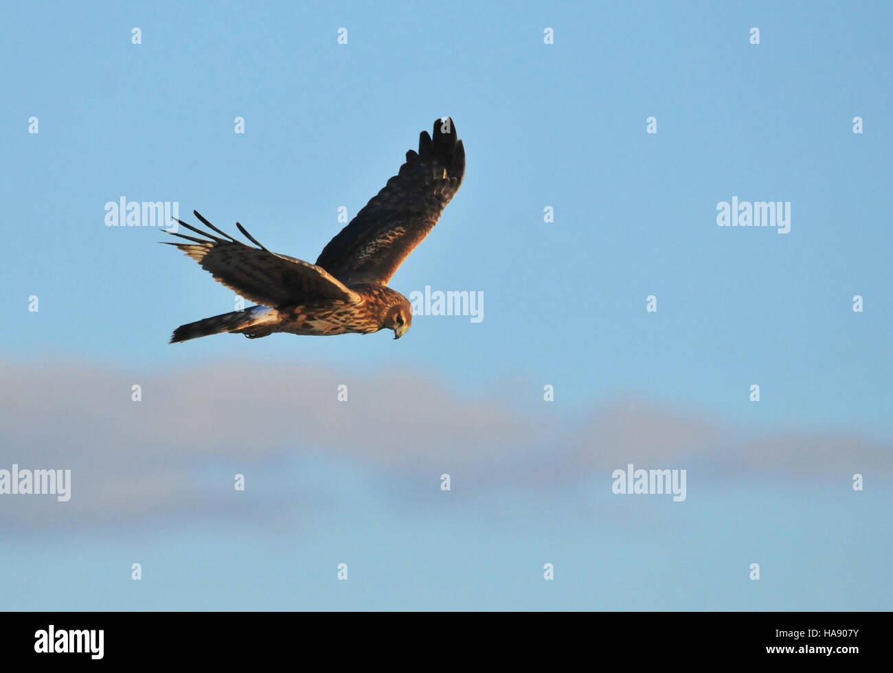 Un Harrier settentrionale è avvistato al Seedskadee National Wildlife Refuge. Questo rapace è una specie importante per mantenere l'equilibrio nell'ecosistema controllando le popolazioni di piccoli mammiferi e uccelli. Foto Stock