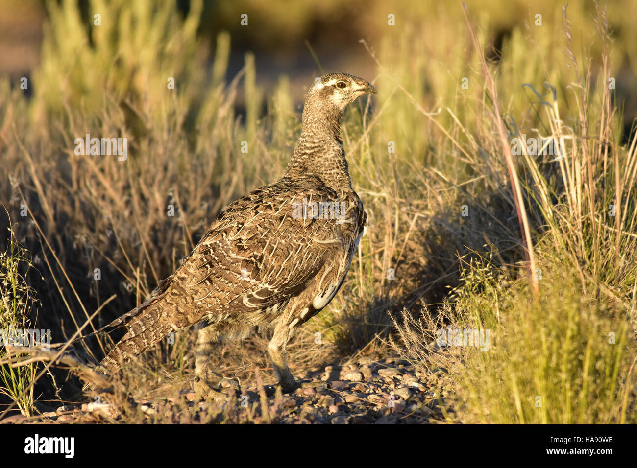 La Greater Sage-Grouse, una specie originaria del Nord America, si trova nel Seedskadee National Wildlife Refuge. Questo uccello è una specie importante indicatore per la salute degli ecosistemi a spazzole di sapone e affronta la perdita di habitat dovuta all'attività umana e ai cambiamenti climatici. Foto Stock