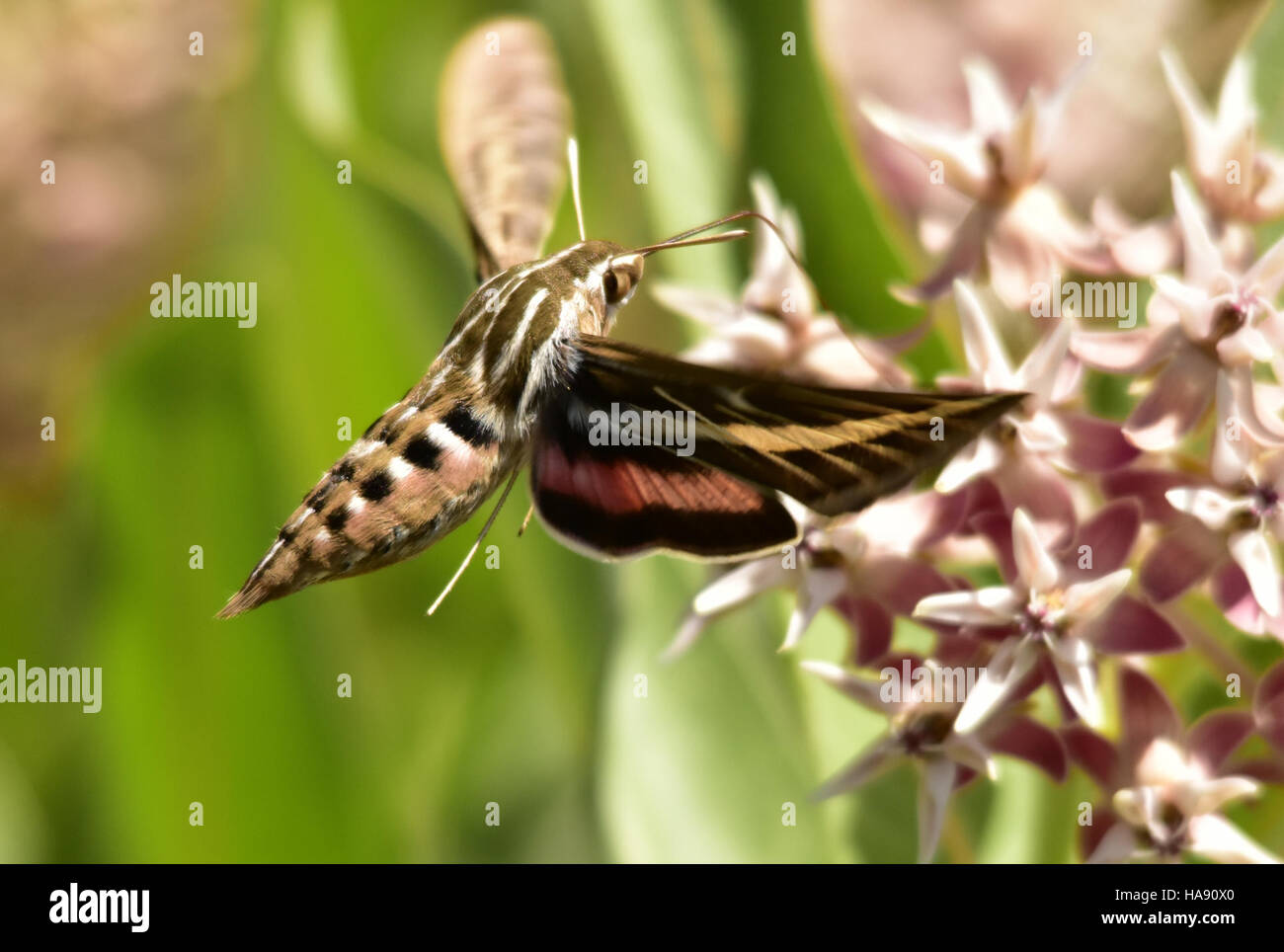 28400535761 usfwsmtnprairie Hummingbird moth (Hyles lineata) o rigato bianco sphinx moth sull vistose milkweed a Seedskadee National Wildlife Refuge Foto Stock