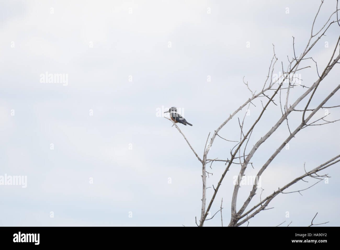 Il Kingfisher Belted, osservato al J. Clark Salyer National Wildlife Refuge, è una specie nota per il suo aspetto sorprendente e le abilità di caccia abili, che lo rendono un uccello significativo nell'ecosistema del parco. Foto Stock