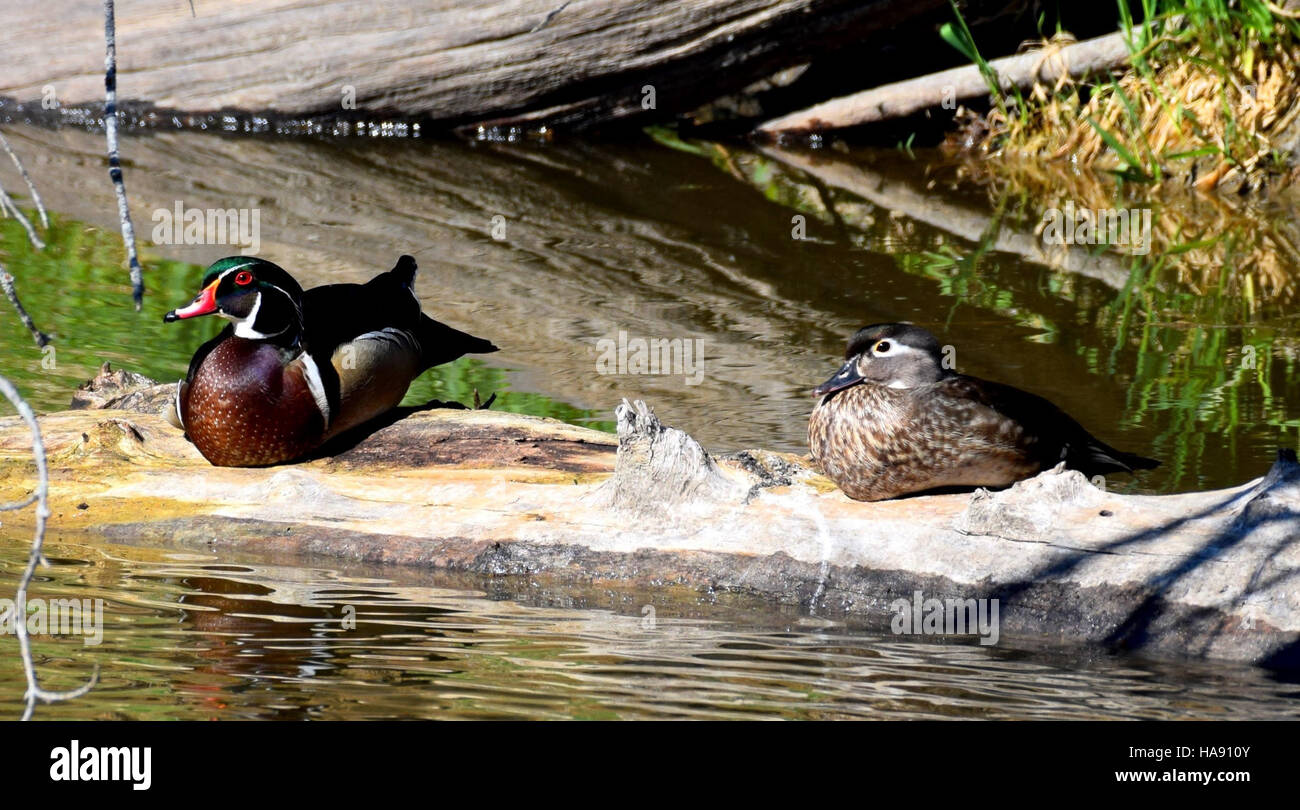 28874369800 usfwsmtnprairie legno anatre a J. Clark Salyer NWR Foto Stock