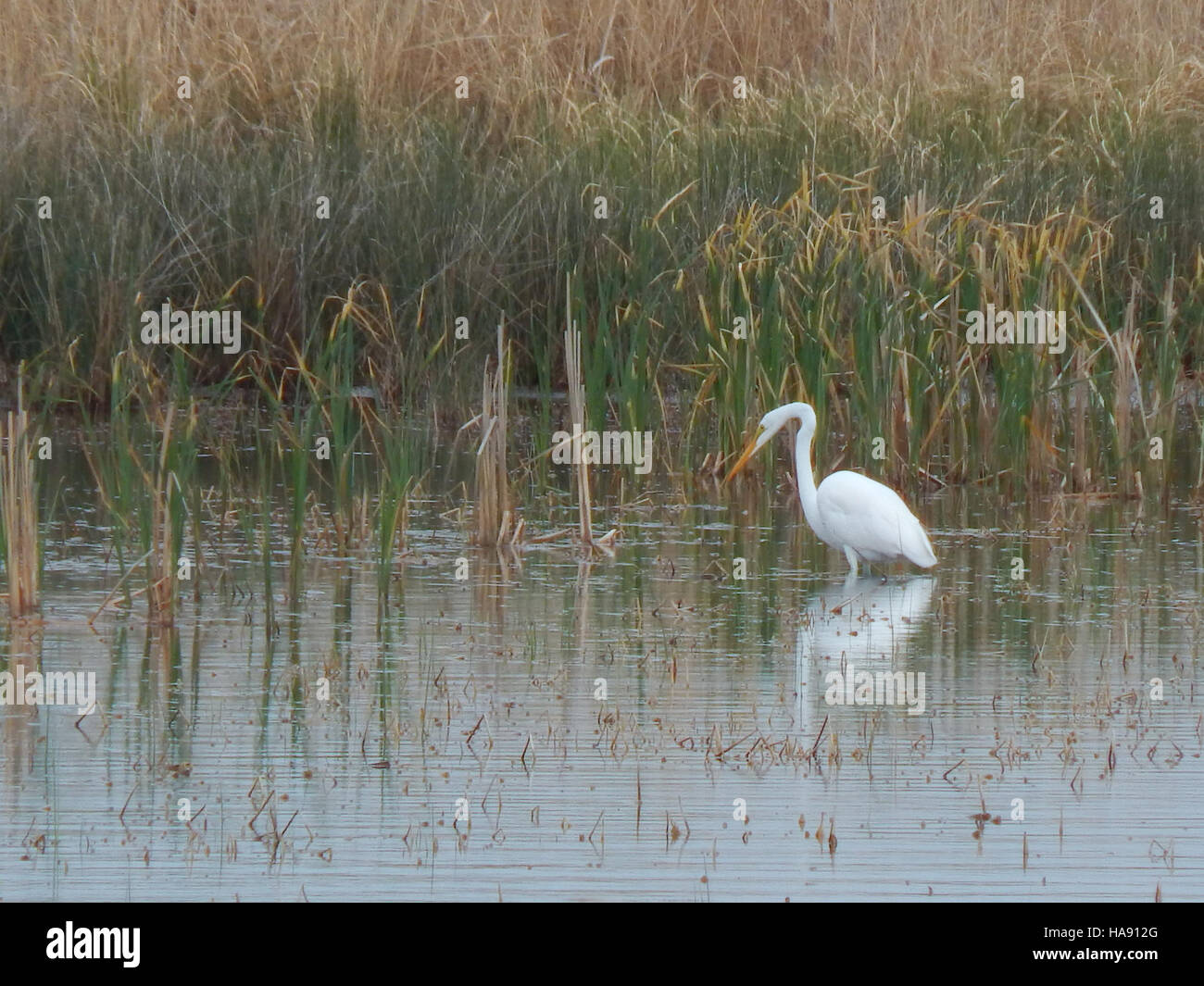 29207530905 usfwsmtnprairie Airone bianco maggiore a J. Clark Salyer NWR Foto Stock