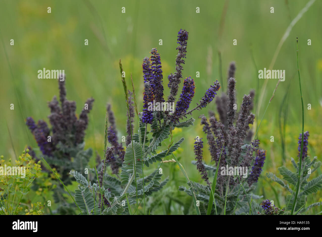 29322702405 usfwsmtnprairie Leadplant a J. Clark Salyer NWR Foto Stock